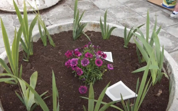 Θεσσαλονίκη: Άνθισε ο χώρος έξω από την ΕΡΤ3 (βίντεο)