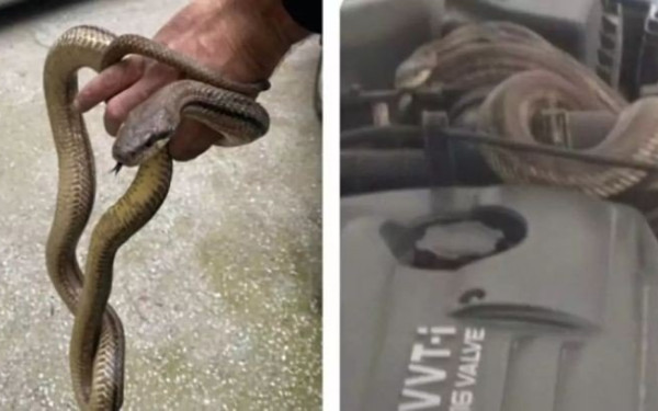Νέο περιστατικό με φίδι στη Θεσσαλονίκη - Οδηγός άνοιξε το καπό του αυτοκινήτου και το βρήκε τυλιγμένο στον κινητήρα (φωτ.)