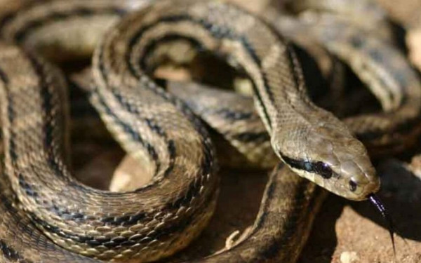 Σύρος: Σοβαρός τραυματισμός 13χρονου από δάγκωμα οχιάς – Νοσηλεύεται σε κρίσιμη κατάσταση