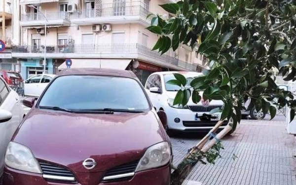 Θεσσαλονίκη: Πάρκαρε πάνω σε κορμό δέντρου και τον μήνυσε ο Δήμος
