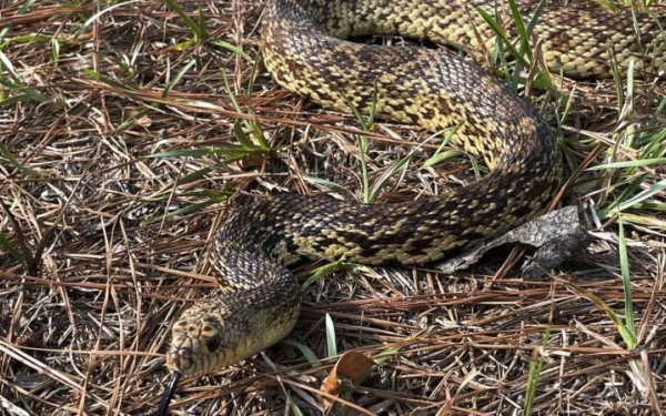 WWF: Από ποια φίδια κινδυνεύουμε και πόσο, στην Ελλάδα