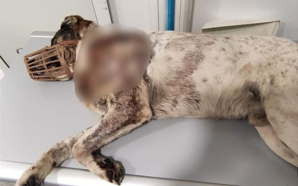 Κτηνωδία στο Βόλο: Πυροβόλησαν εξ επαφής σκύλο - Έκκληση για αίμα για να σωθεί 