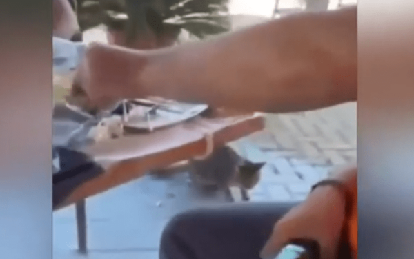 Νέο περιστατικό κακοποίησης ζώου: Άνδρας δελεάζει με φαγητό γάτα και τη χτυπά με μπουκάλι (βίντεο)