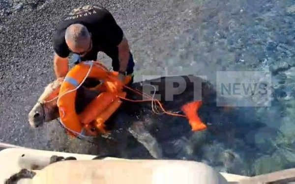 Kάρπαθος: Διέσωσαν δια θαλάσσης δύο γαϊδουράκια - Ειδική επιχείρηση από την πυροσβεστική (βίντεο)