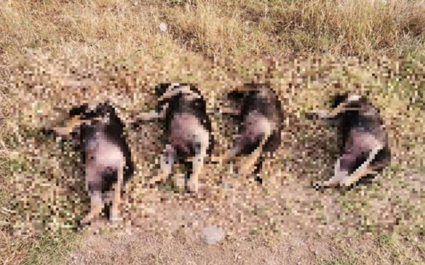 Οργή και θυμός στην Ξάνθη: Βρέθηκαν νεκρά τέσσερα κουταβάκια