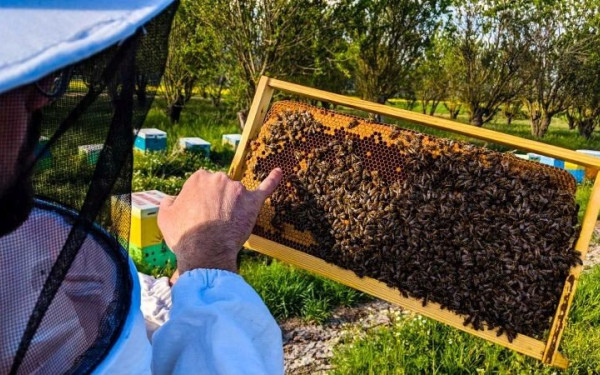 Μέλι: Μειωμένη έως και 70% η φετινή παραγωγή - «Απέχουν μίλια από την πραγματικότητα οι υπεύθυνοι» (βίντεο)