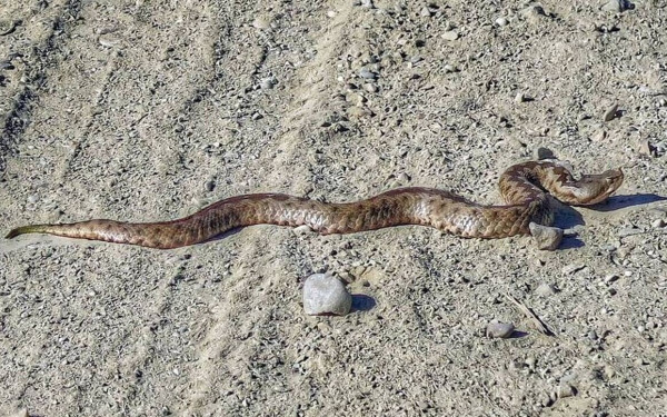 Οχιά τσίμπησε 19χρονο στην Αλόννησο