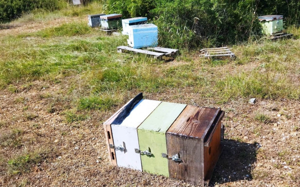 Θεσσαλονίκη: Αρκούδα έκανε την εμφάνισή της στο Φίλυρο - Πήγε στα μελίσσια (φωτ.)