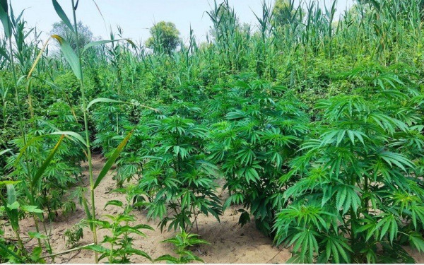 Θεσσαλονίκη: Οι θεραπευτικές ενδείξεις της φαρμακευτικής κάνναβης για τον χρόνιο πόνο, αντικείμενο ημερίδας στο Παπαγεωργίου