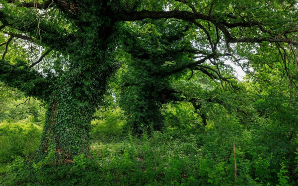 Κιλκίς: Διατηρητέο μνημείο της φύσης το Δάσος των Μουριών με τα αιωνόβια δέντρα (φωτ.)