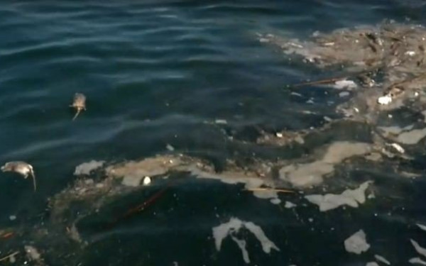 Θεσσαλονίκη: Γέμισε νεκρά ποντίκια και πάλι ο Θερμαϊκός (βίντεο)