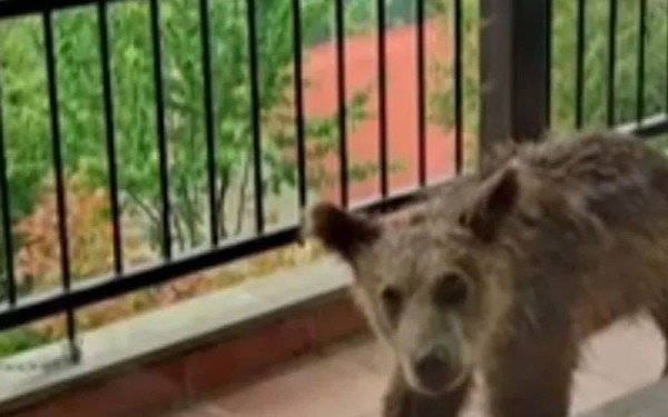 Τρίκαλα: Αρκουδάκι έκανε βόλτες σε βεράντα σπιτιού - Περιφερόταν για μέρες στην περιοχή (βίντεο)