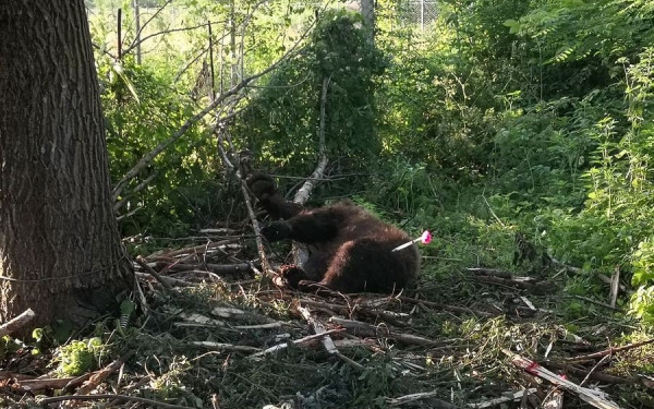 Φλώρινα: Άλλαξαν γειτονιά στην άτακτη αρκούδα που «έκλεβε» κοτέτσια (φωτ.)  