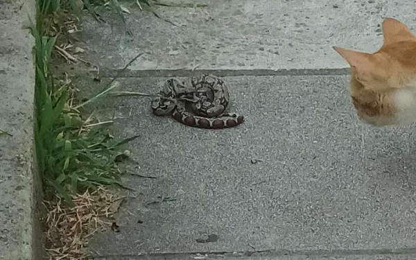 Θεσσαλονίκη: Βόλτες στην πόλη κάνουν τα φίδια λόγω ζέστης και υγρασίας - Γέμισαν πάρκα και αυλές (βίντεο)