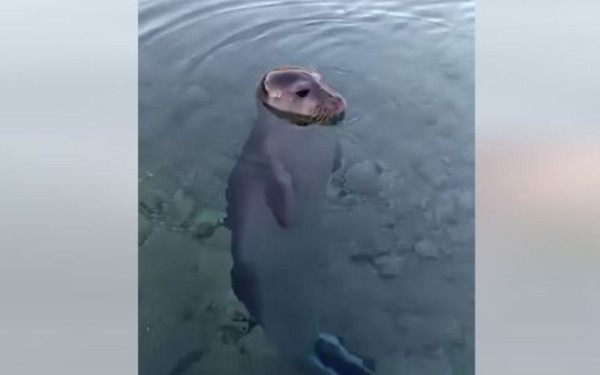 Αλόννησος: Το παιχνίδι ενός αξιολάτρευτου μωρού φώκιας με κολυμβητή έγινε viral (βίντεο)