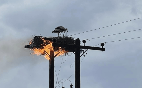 Σέρρες: Διάσωση τριών πελαργών που κινδύνευσαν από την κακοκαιρία