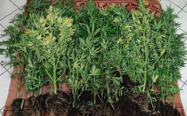 Ρέθυμνο: Φυτεία κάνναβης μέσα στο δάσος