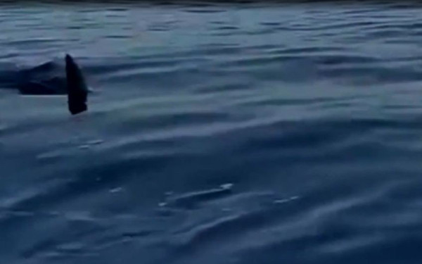 Θεσσαλονίκη - iSea: «Fake news» οι καρχαρίες που προσελκύονται από τα νεκρά ψάρια στον Παγασητικό