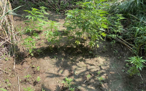 Θεσσαλονίκη: Kαλλιεργούσαν κάνναβη στο σπίτι τους (βίντεο)