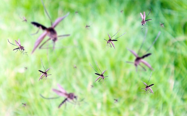 Ιός του Δυτικού Νείλου: «Έκρηξη» των πληθυσμών των κουνουπιών στην Ελλάδα 