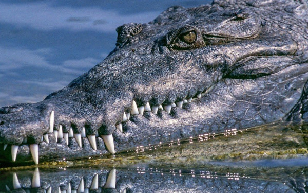 Δήμαρχος παντρεύτηκε θηλυκό κροκόδειλο (βίντεο)