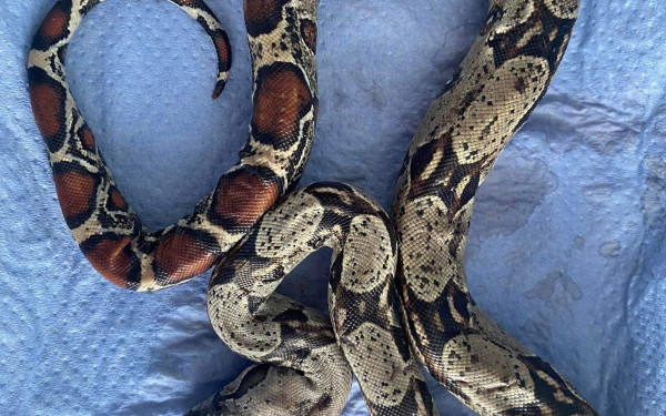 Θεσσαλονίκη: Βόας βρέθηκε σε πάρκο στην Τούμπα (φωτ.)