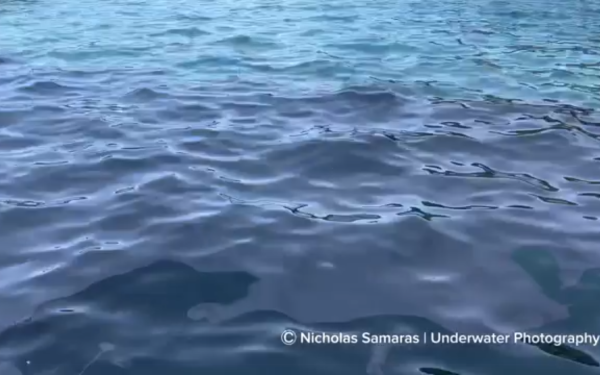 Χαλκιδική: Με καμένα λάδια γέμισε το λιμάνι στο Πόρτο Κουφό (βίντεο)