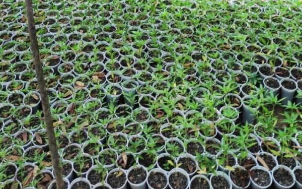 Θεσπρωτία: Eντοπίστηκε χασισοφυτεία «μαμούθ» στα Ελληνοαλβανικά σύνορα (φωτ.)