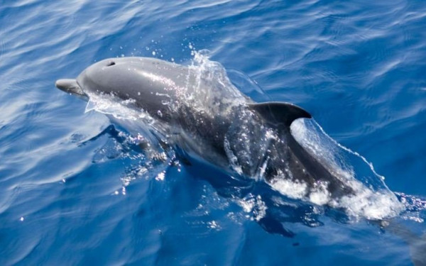 Ουκρανία: Δελφίνια προστατεύουν τη ρωσική βάση της Σεβαστούπολης στην Κριμαία