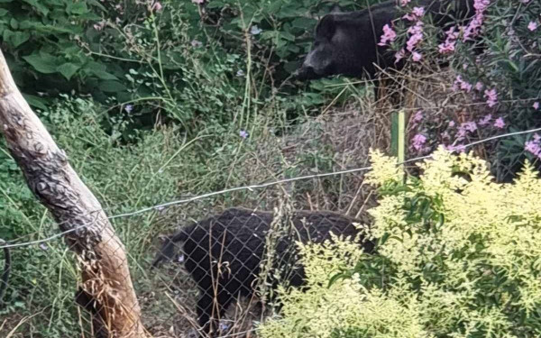 Θεσσαλονίκη: Νέα εμφάνιση αγριογούρουνων στον Άγιο Παύλο - SOS από τον Δανιηλίδη (βίντεο)