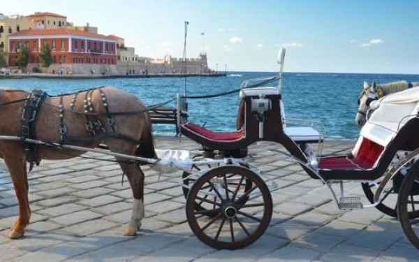 Χαλκιδική: Σχηματίστηκε δικογραφία σε βάρος του ιδιοκτήτη αλόγου που το είχε ασφυκτικά δεμένο μέσα στον ήλιο