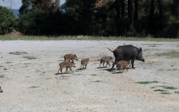 Θεσσαλονίκη: Στις 400.000 υπολογίζεται ο αριθμός των αγριογούρουνων στην Ελλάδα - Ποια λύση προτείνεται