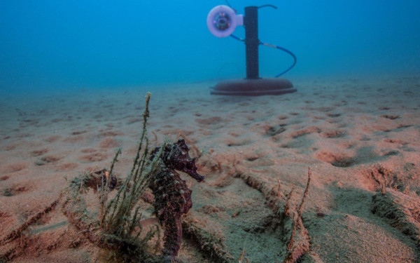 Χαλκιδική: Μαγικό ταξίδι στο βυθό του Στρατωνίου παρέα με τους ιππόκαμπους (βίντεο)