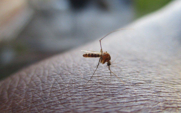 Θεσσαλονίκη: Επιβεβαιωμένο κρούσμα λοίμωξης από τον ιό του δυτικού Νείλου στον Δήμο Χαλκηδόνος
