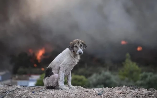 «Ο θλιμμένος σκύλος ανάμεσα στις φλόγες» - Η συγκλονιστική φωτογραφία από τις πυρκαγιές (βίντεο)