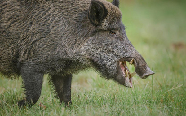 Συνεργείο Δίωξης Αγριόχοιρου το Σαββατοκύριακο στον Δήμο Λαγκαδά