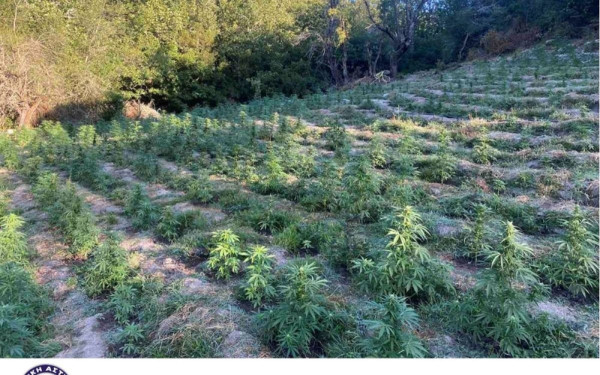 Λάρισα: Χασισοφυτεία με περισσότερα από 2.800 δενδρύλλια κάνναβης εντόπισε η αστυνομία (βίντεο, φωτ.)