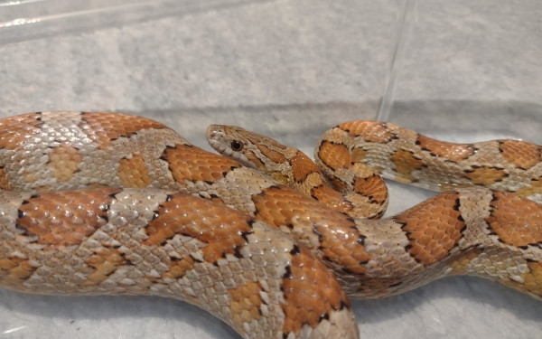 Θεσσαλονίκη: Αμερικάνικο φίδι βρέθηκε σε σπίτι στα δυτικά (φωτ.)