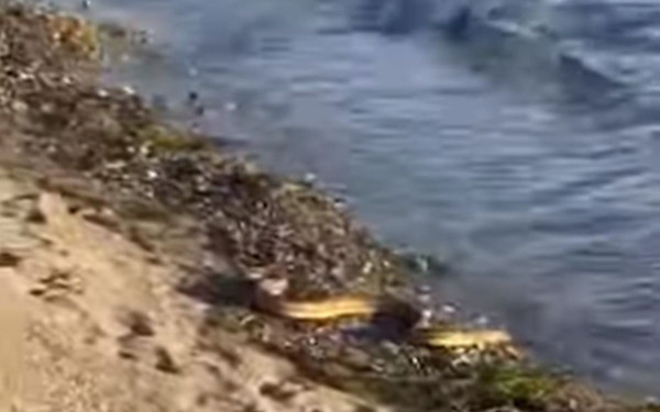 Εύβοια: «Φίδι- παραθεριστής» κολυμπά και κάνει βόλτες στην παραλία (βίντεο)