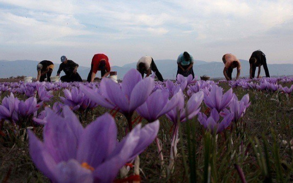 Κρόκος Κοζάνης: Μετά κόπων και βασάνων η συγκομιδή των σιτηρών