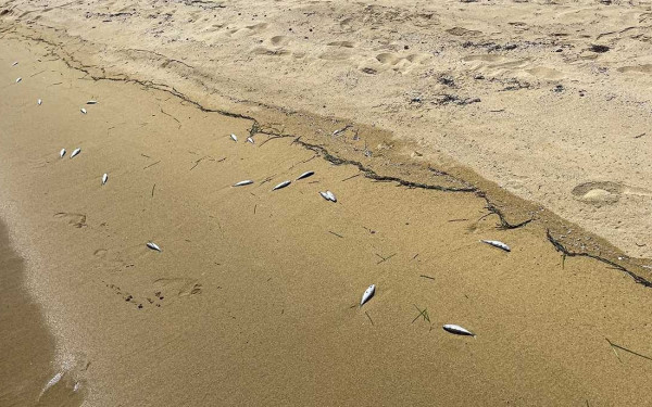 Καβάλα: Χιλιάδες νεκρά ψάρια ξεβράστηκαν στην παραλία (φωτ.)