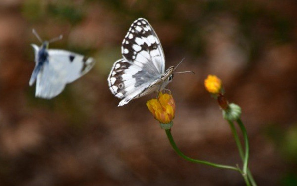 Το ελάφι και οι πεταλούδες της Ρόδου χρειάζονται τον άνθρωπο για να επιβιώσουν την επόμενη μέρα