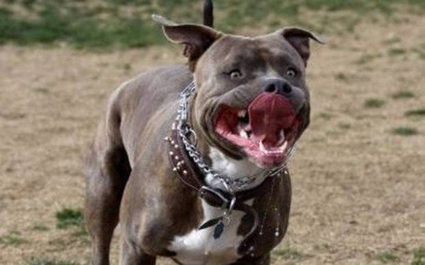 Νεκρή 60χρονη στο Βύρωνα – Tην κατασπάραξαν πίτ μπουλ στο σπίτι της