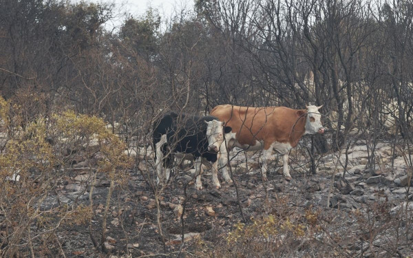 Μαγνησία: Πότε θα γίνει η πληρωμή του απολεσθέντος ζωικού κεφαλαίου από τις φωτιές