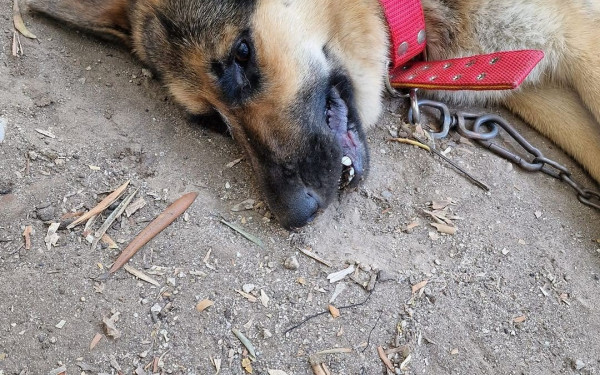 Άγνωστοι δηλητηρίασαν τον σκύλο του δημάρχου Σιντικής Σερρών 