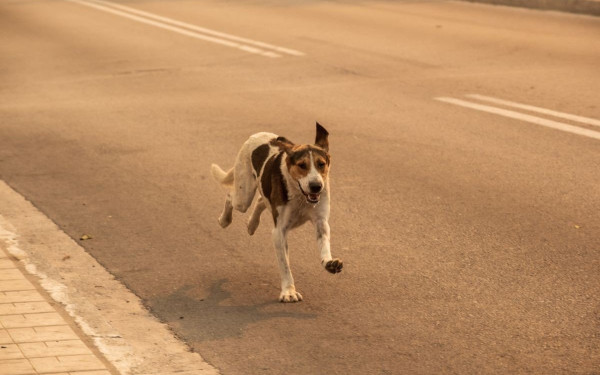 Βόλος: Έδεσε δύο σκύλους στον προφυλακτήρα φορτηγού που ήταν εν κινήσει
