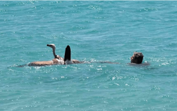 Σητεία: Γύπας σώθηκε από βέβαιο πνιγμό χάρη στην ευαισθησία εθελοντών 