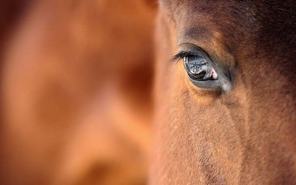 Γρεβενά: Εισαγγελική παρέμβαση για την κτηνωδία με τα τεμαχισμένα άλογα