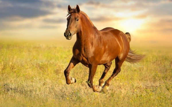 Κτηνωδία στη Σύρο: Σκότωσαν εν ψυχρώ άλογο ιππασίας με μια σφαίρα στο κεφάλι (βίντεο)