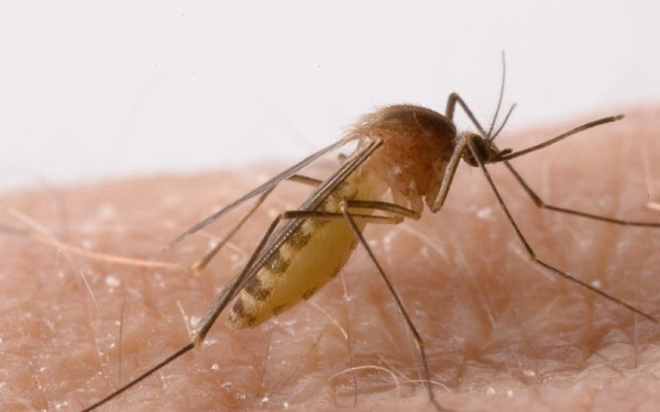 ΠΚΜ: Ανακοίνωση σχετικά με την έναρξη του έργου καταπολέμησης κουνουπιών